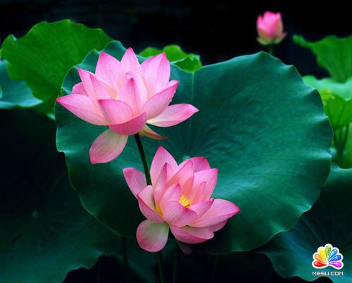 Fireworks教程:繪制夏天清涼折扇