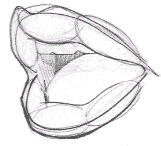 Flash教程:卡通人物基本五官造型和繪制方法,PS教程,思緣教程網(wǎng)