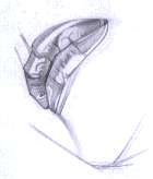 Flash教程:卡通人物基本五官造型和繪制方法,PS教程,思緣教程網(wǎng)